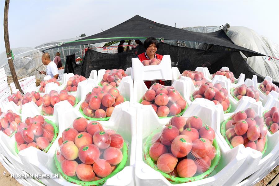 Свежий урожай персиков в теплицах уезда Лаотин