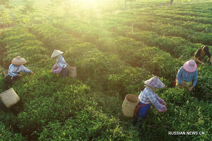 Возделывание чая помогает победить бедность в уезде Байша