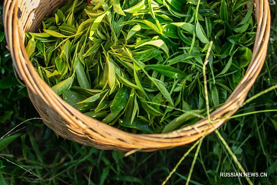 Возделывание чая помогает победить бедность в уезде Байша