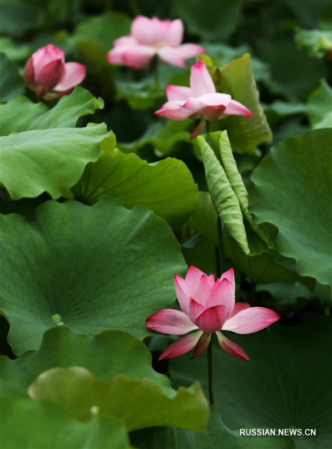 Распускаются цветы лотоса по всему Китаю
