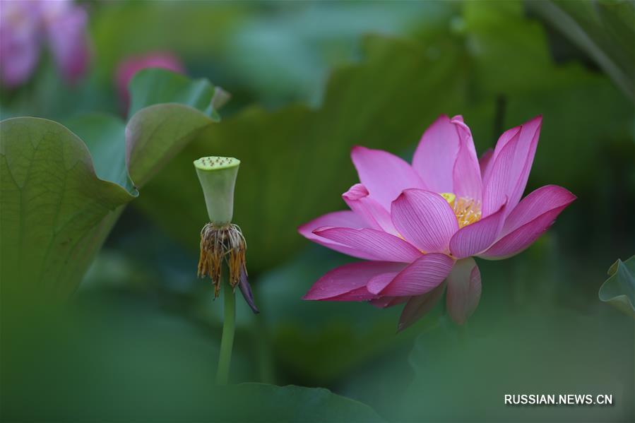 Распускаются цветы лотоса по всему Китаю