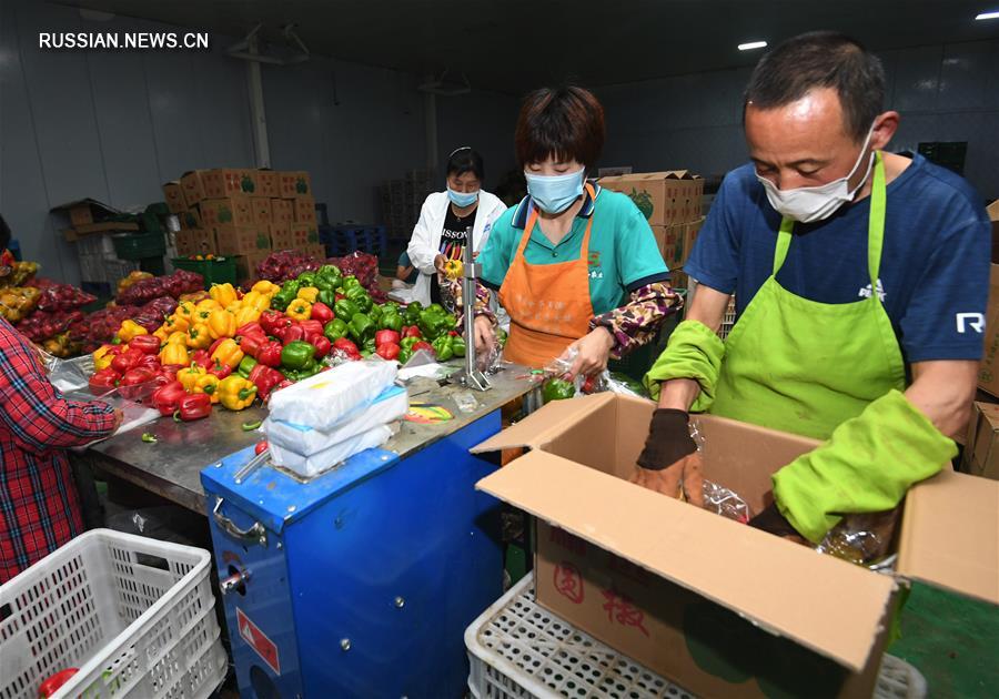 Фермеры из Ланфана обеспечивают поставки овощей в Пекин