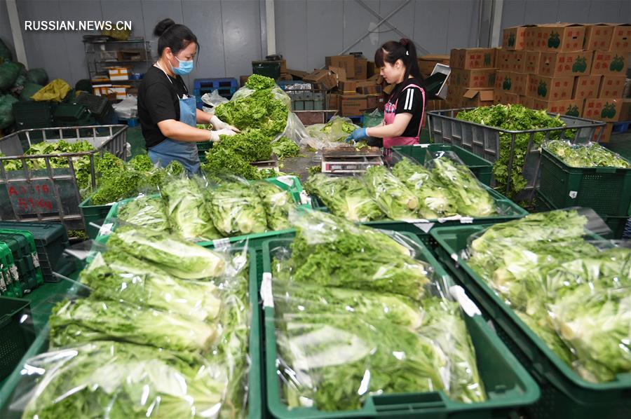 Фермеры из Ланфана обеспечивают поставки овощей в Пекин