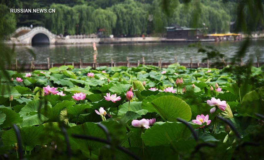 На озере Даминху зацветают лотосы 