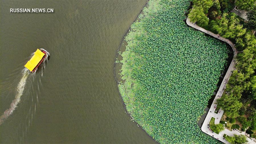 На озере Даминху зацветают лотосы 