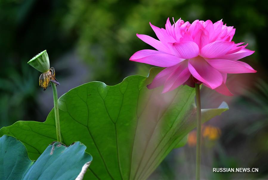 Лотосы, пчелы и птицы в парке города Фучжоу