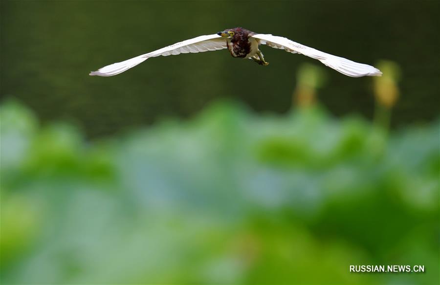 Лотосы, пчелы и птицы в парке города Фучжоу
