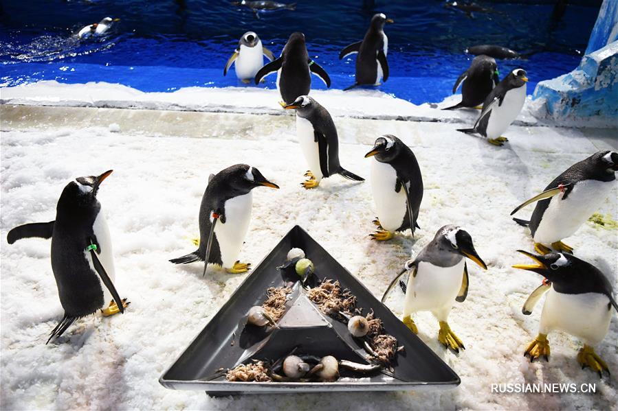 Праздничная трапеза пингвинов в Харбине