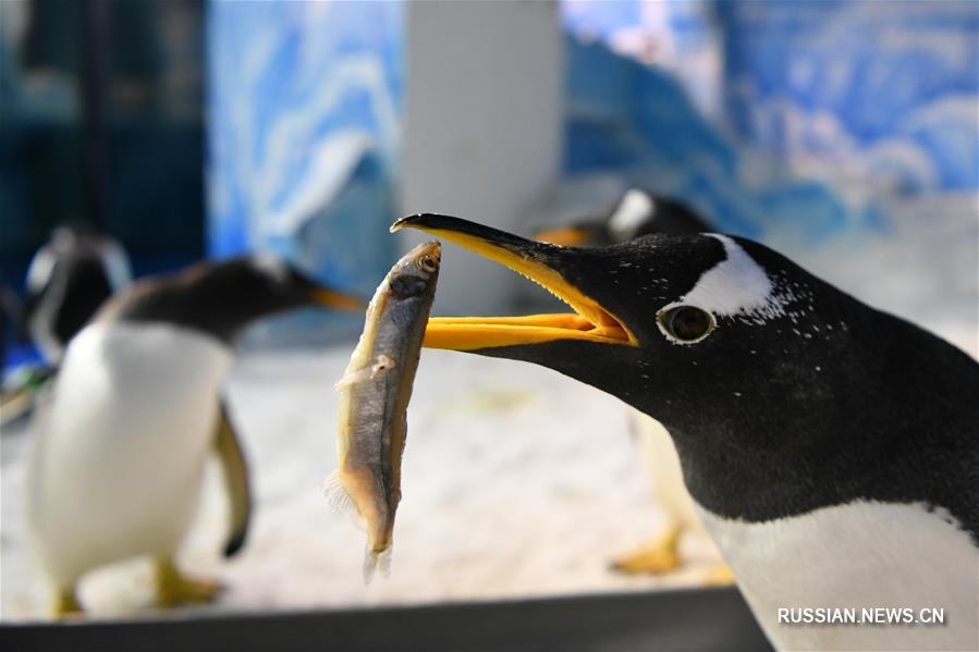 Праздничная трапеза пингвинов в Харбине