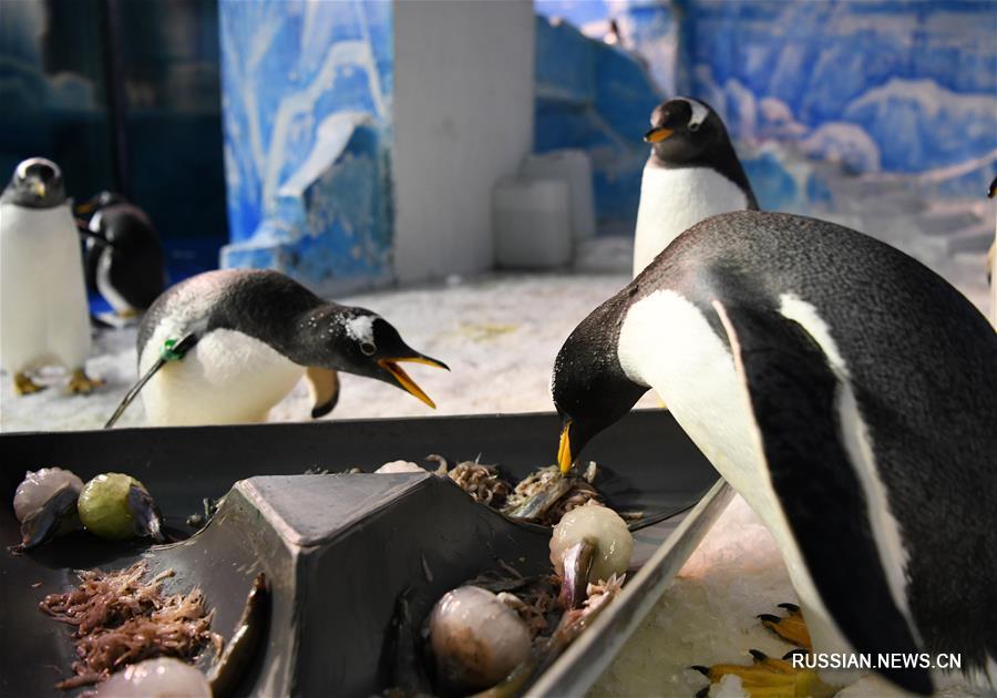 Праздничная трапеза пингвинов в Харбине