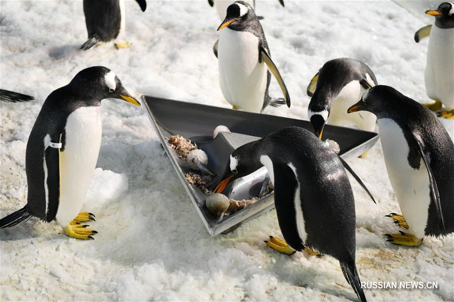 Праздничная трапеза пингвинов в Харбине