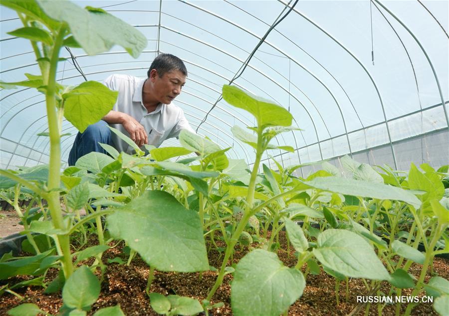 Чудесное перерождение бедной деревни в степи Башан