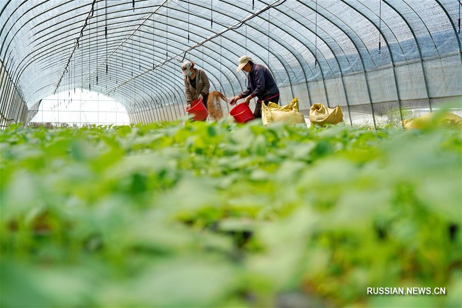 Чудесное перерождение бедной деревни в степи Башан