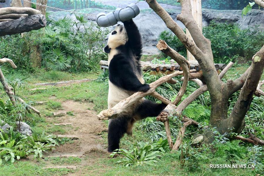 Живущие в Аомэне панды Цзяньцзянь и Канкан отметили день рождения