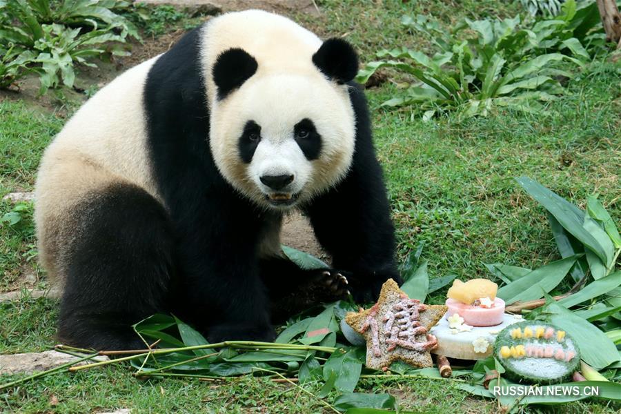 Живущие в Аомэне панды Цзяньцзянь и Канкан отметили день рождения
