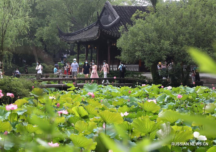 В Китае наступила пора цветения лотосов