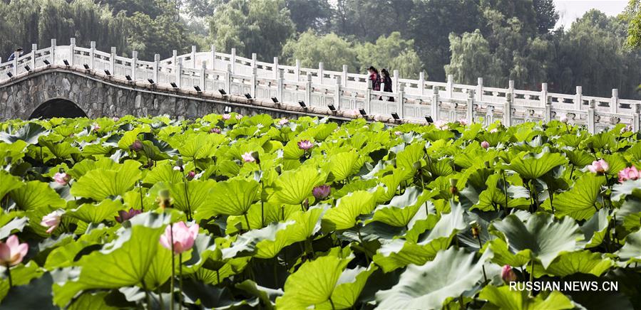 В Китае наступила пора цветения лотосов