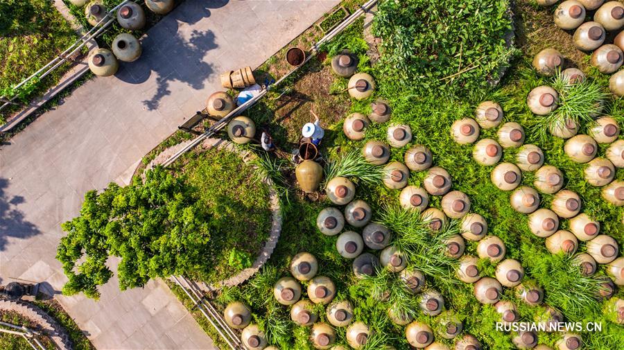 Созревание чишуйского уксуса