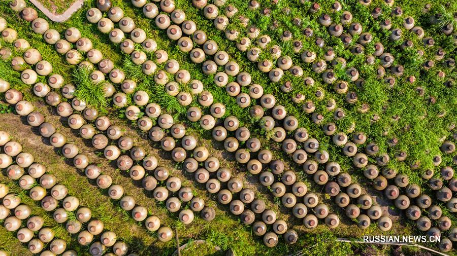 Созревание чишуйского уксуса