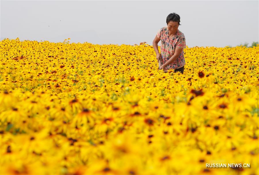 Нэйчу стал новым поставщиком сырья для традиционной китайской медицины 