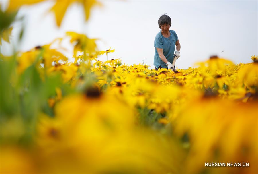 Нэйчу стал новым поставщиком сырья для традиционной китайской медицины 