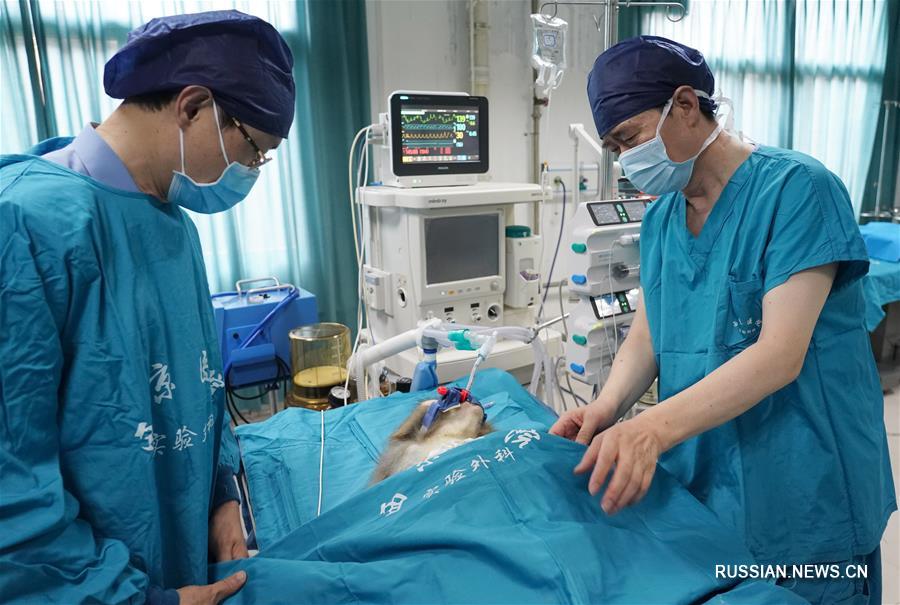 В сианьской больнице успешно выполнили трансплантацию органов свиньи обезьяне