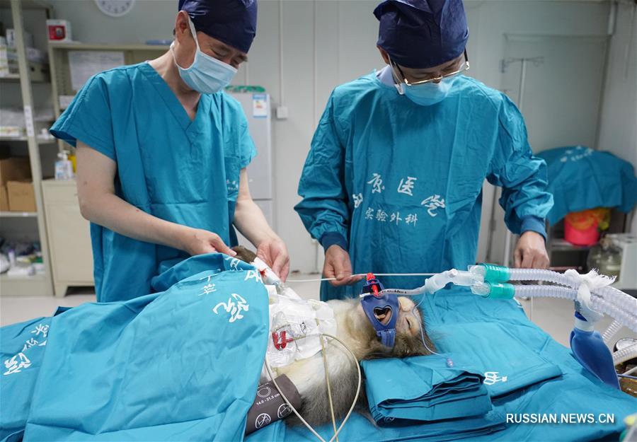 В сианьской больнице успешно выполнили трансплантацию органов свиньи обезьяне