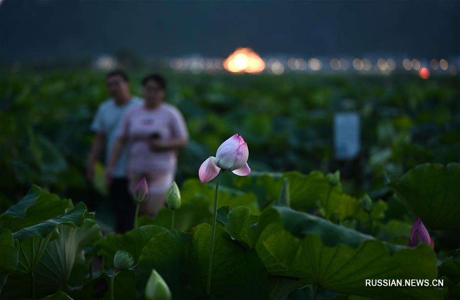 Лотосовые пруды в Лючжоу ждут туристов