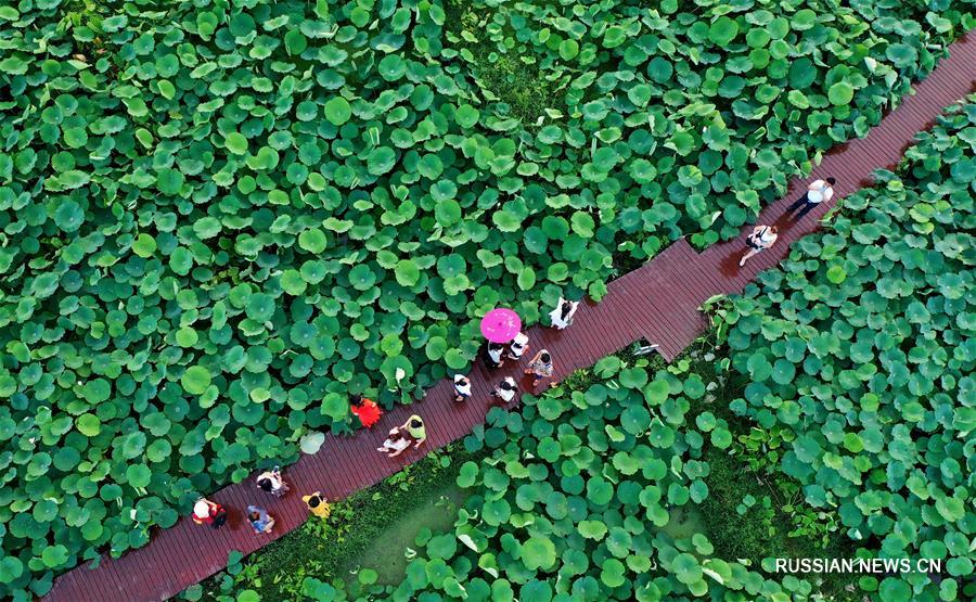 Лотосовые пруды в Лючжоу ждут туристов