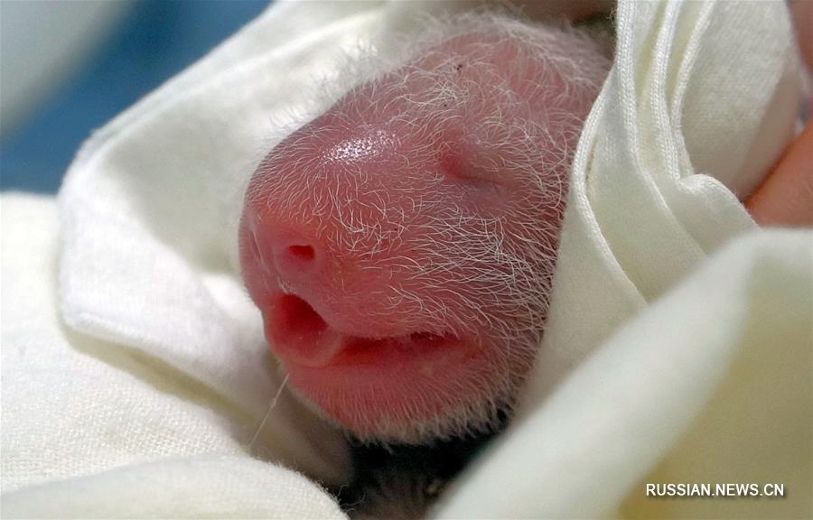 В Тайбэйском зоопарке у панды Юаньюань родился второй детеныш
