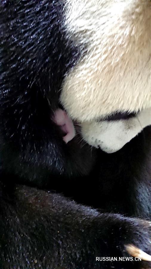 В Тайбэйском зоопарке у панды Юаньюань родился второй детеныш