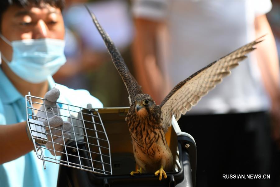  40 редких птиц, спасенных в провинции Цзилинь, возвращены в дикую природу