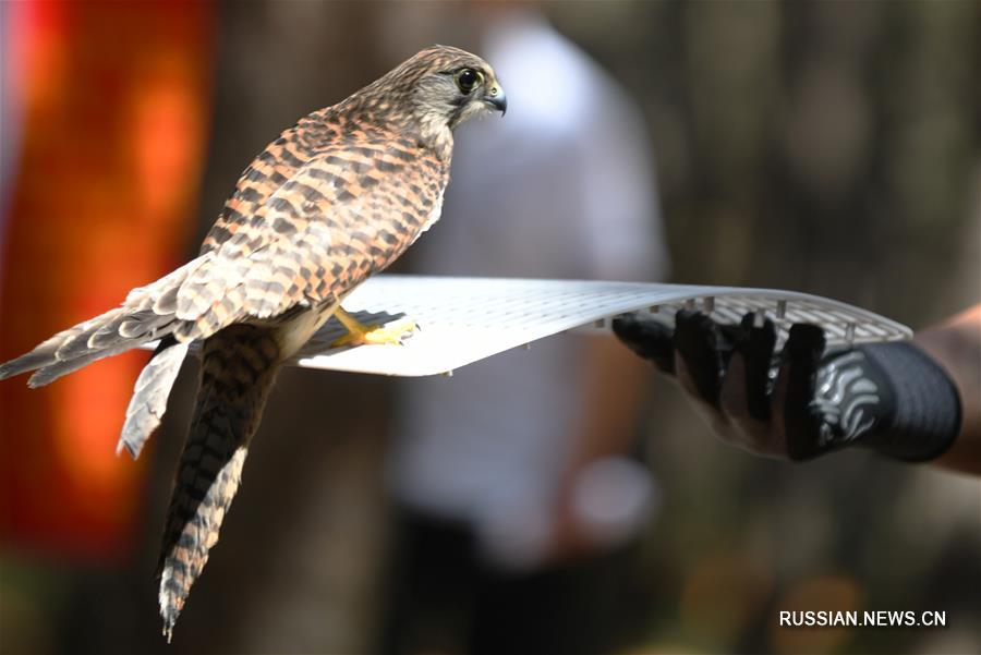  40 редких птиц, спасенных в провинции Цзилинь, возвращены в дикую природу