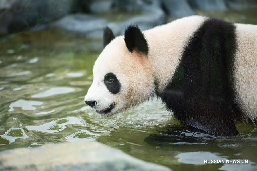 В провинции Хунань открылся питомник китайских больших панд Фэнхуан