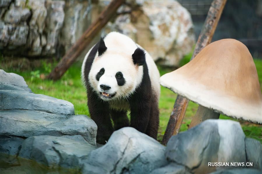 В провинции Хунань открылся питомник китайских больших панд Фэнхуан