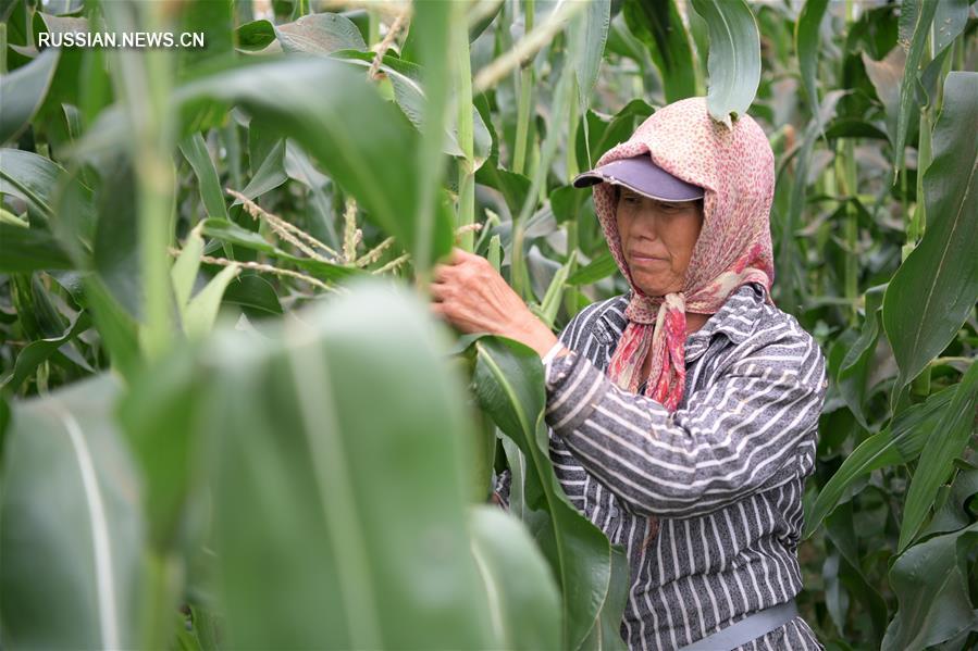 Сельский экотуризм помогает крестьянам на северо-востоке Китая в увеличении доходов