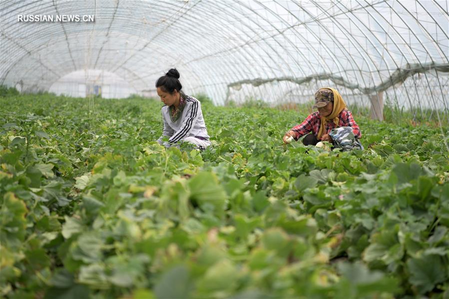 Сельский экотуризм помогает крестьянам на северо-востоке Китая в увеличении доходов