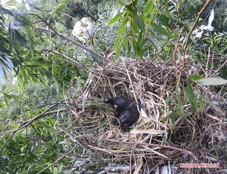 В округе Дали провинции Юньнань впервые зафиксирован случай естественного размножения караваек