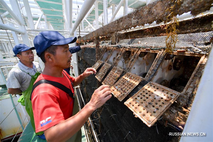 Передовые технологии разведения морских ушек в уезде Ляньцзян