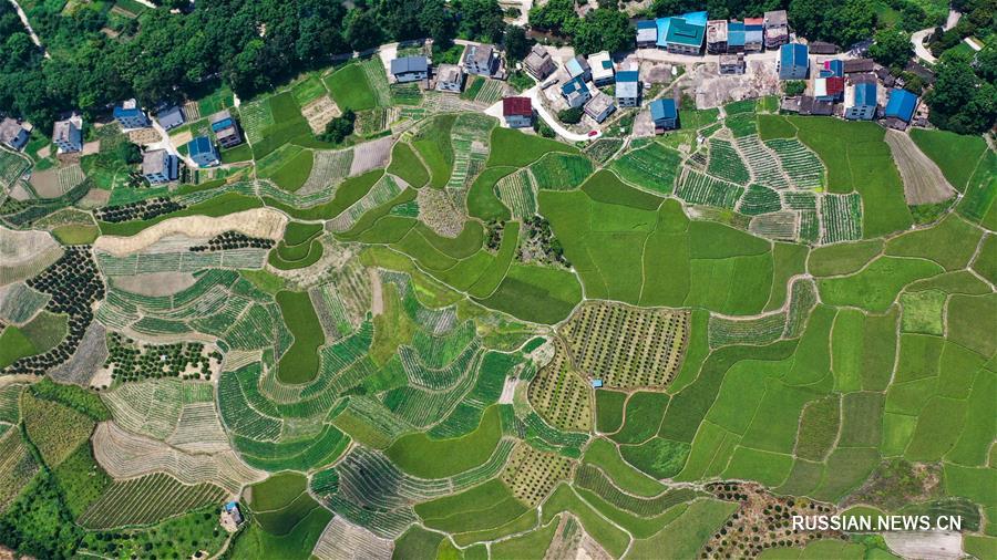 Летняя зелень полей в уезде Жунъань