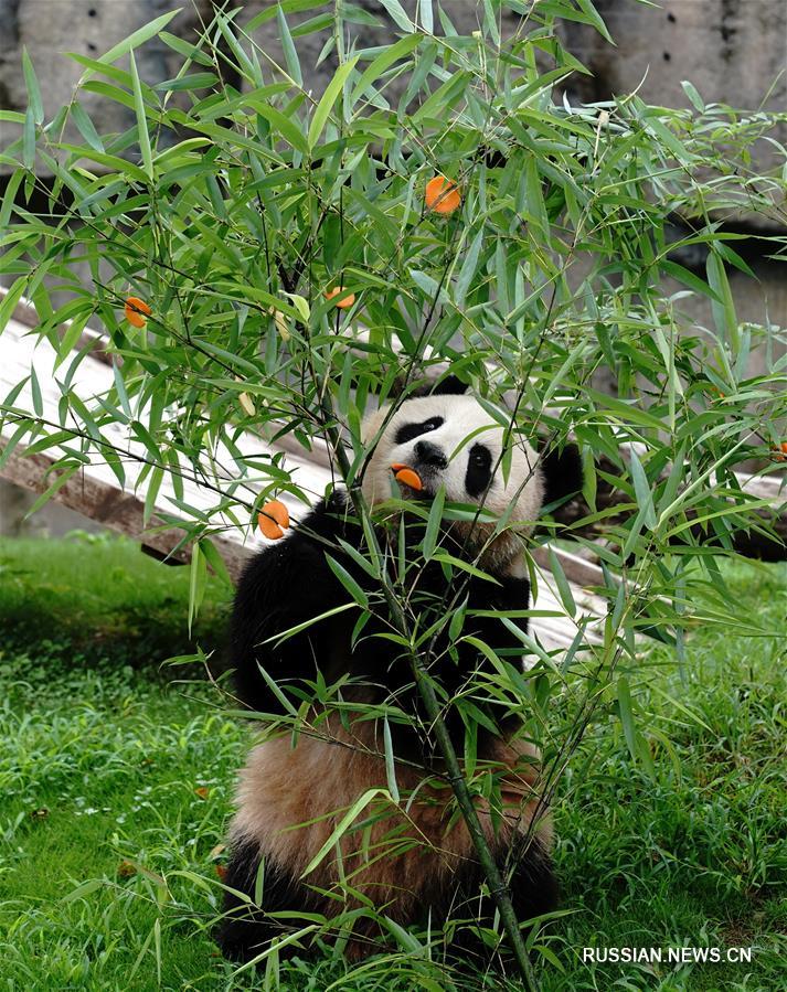 Панда Цици из Шанхая отмечает день рождения