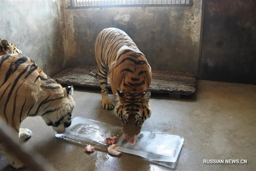 Парк амурских тигров "Хэндаохэцзы" в провинции Хэйлунцзян возобновил работу