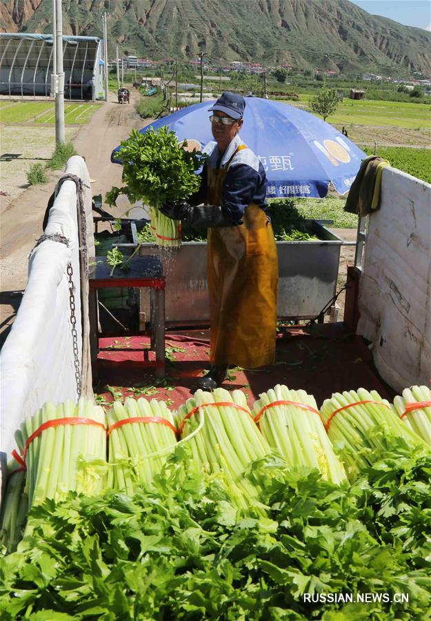 Уборка высокогорных летних овощей в Динси