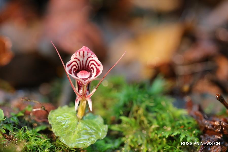 Редчайшие дикие орхидеи обнаружены в провинции Юньнань