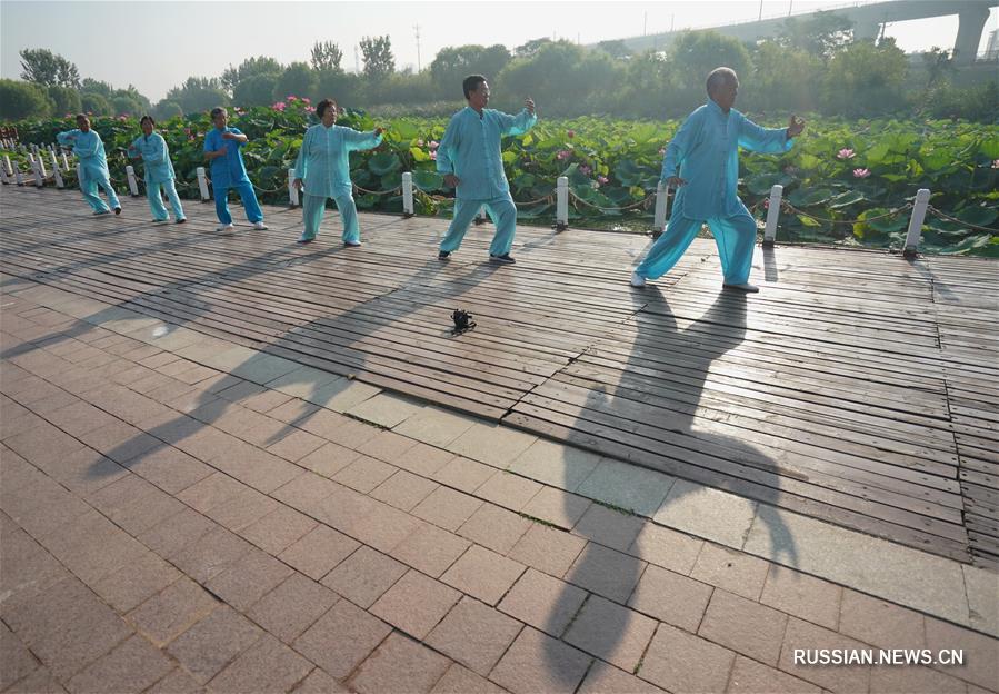 Здоровье нации -- Утренняя тренировка по тайцзицюань на берегу лотосового пруда