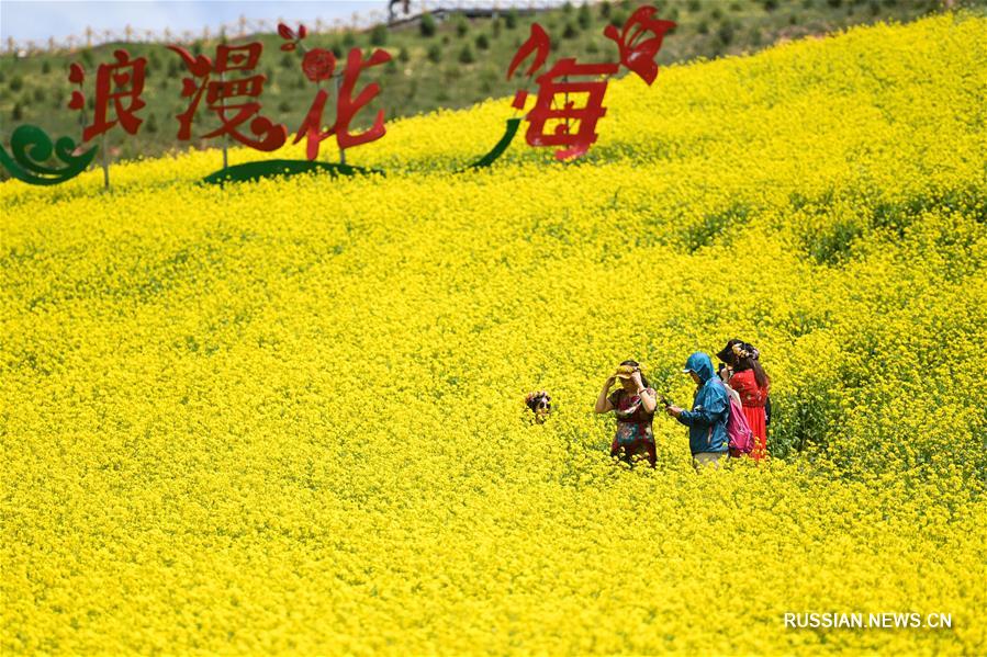 Горные цветы ждут гостей на Цинхай-Тибетском нагорье