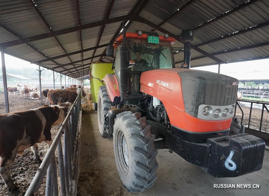 Разведение молочных и мясных коров содействует подъему села в Таншане 