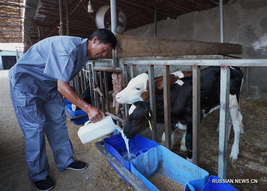 Разведение молочных и мясных коров содействует подъему села в Таншане 