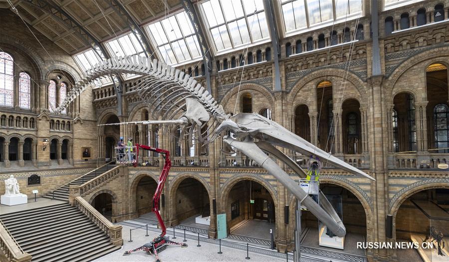 Музей естественной истории в Лондоне вновь откроется для посещения 5 августа
