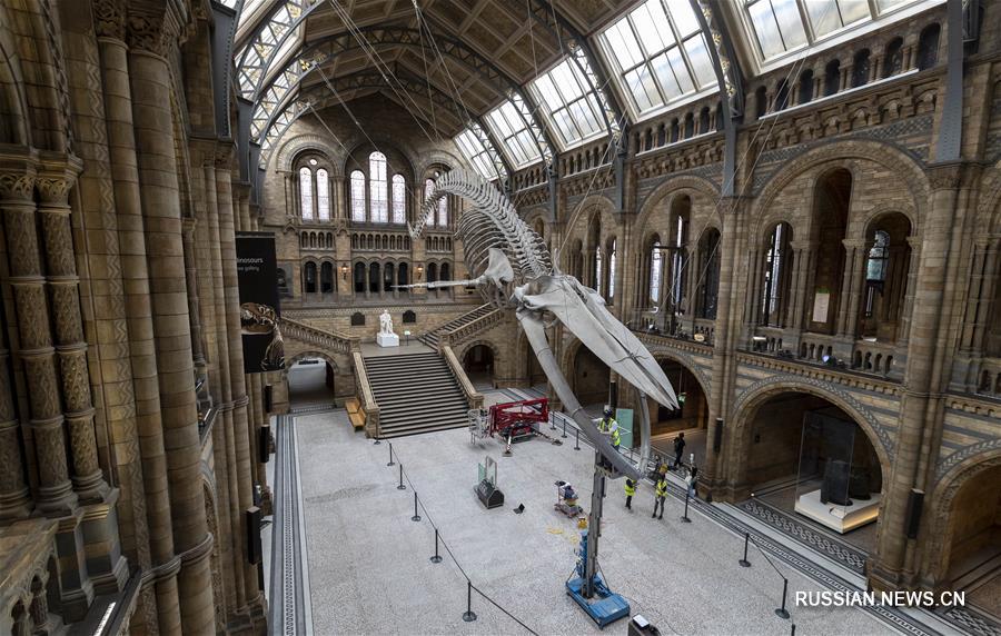 Музей естественной истории в Лондоне вновь откроется для посещения 5 августа